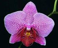 Phal. Wild Delight 'Angel Orchids'